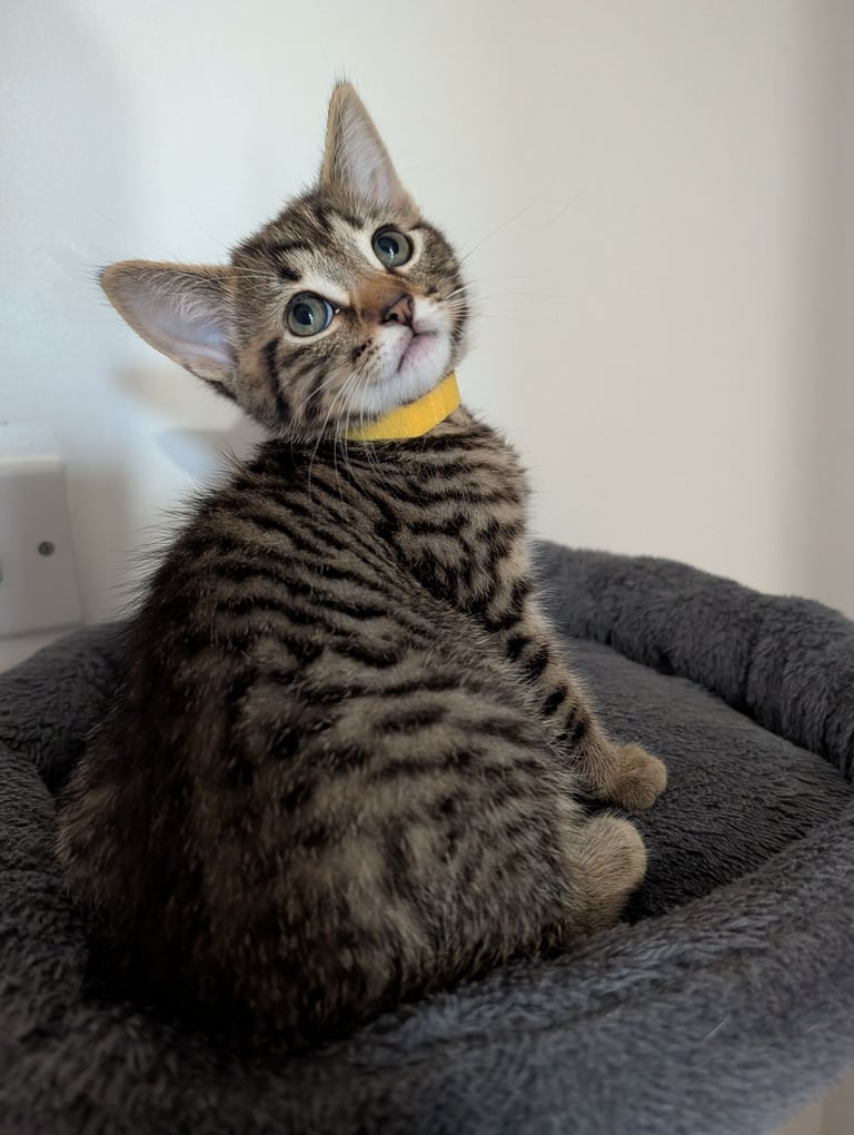 image for Gorgeous fluffy kittens 