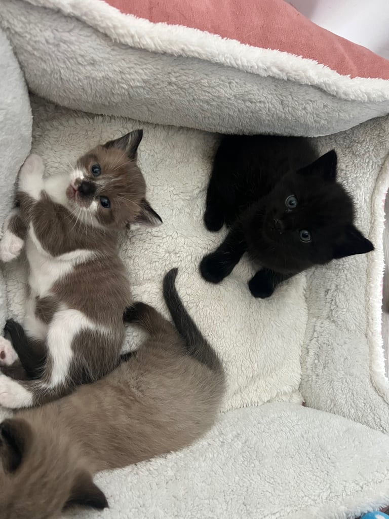 Ragdoll mix (available Now) reserved 