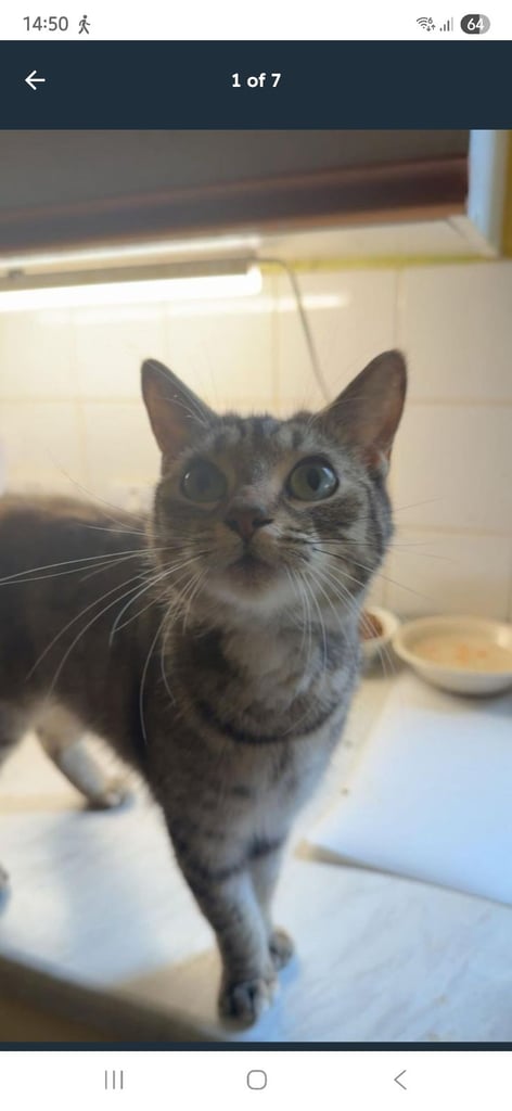 Beautiful little tabby