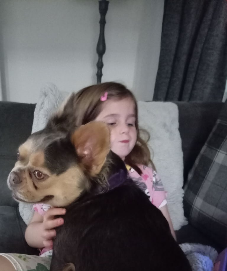 Pedigree Fluffy French Bulldog Girl