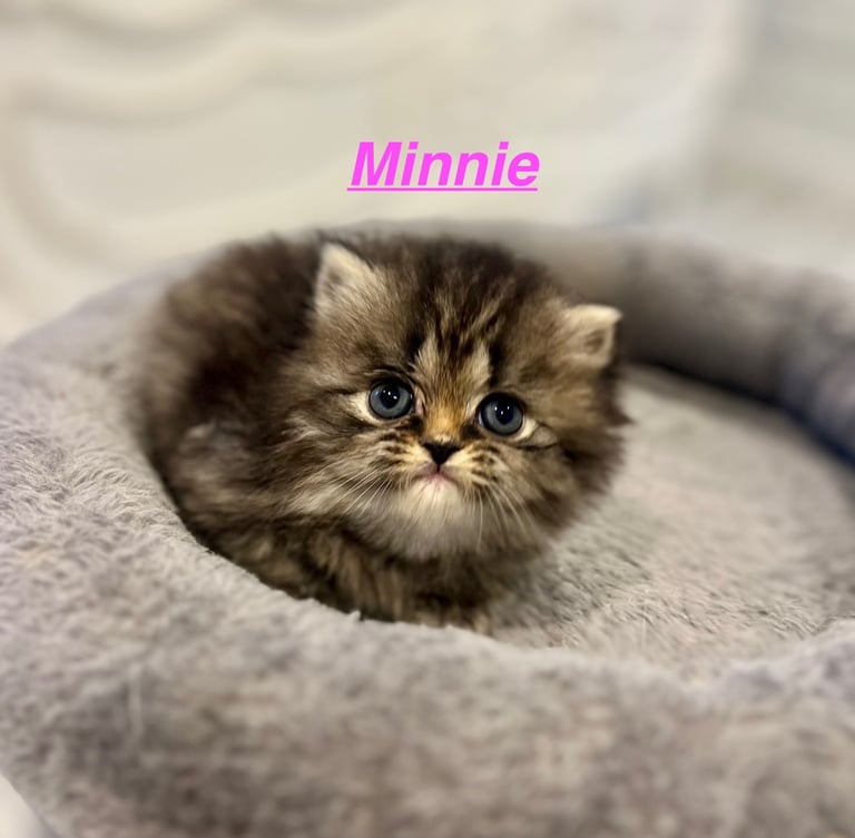 Gorgeous litter of 6 PKD Negative Persian kittens
