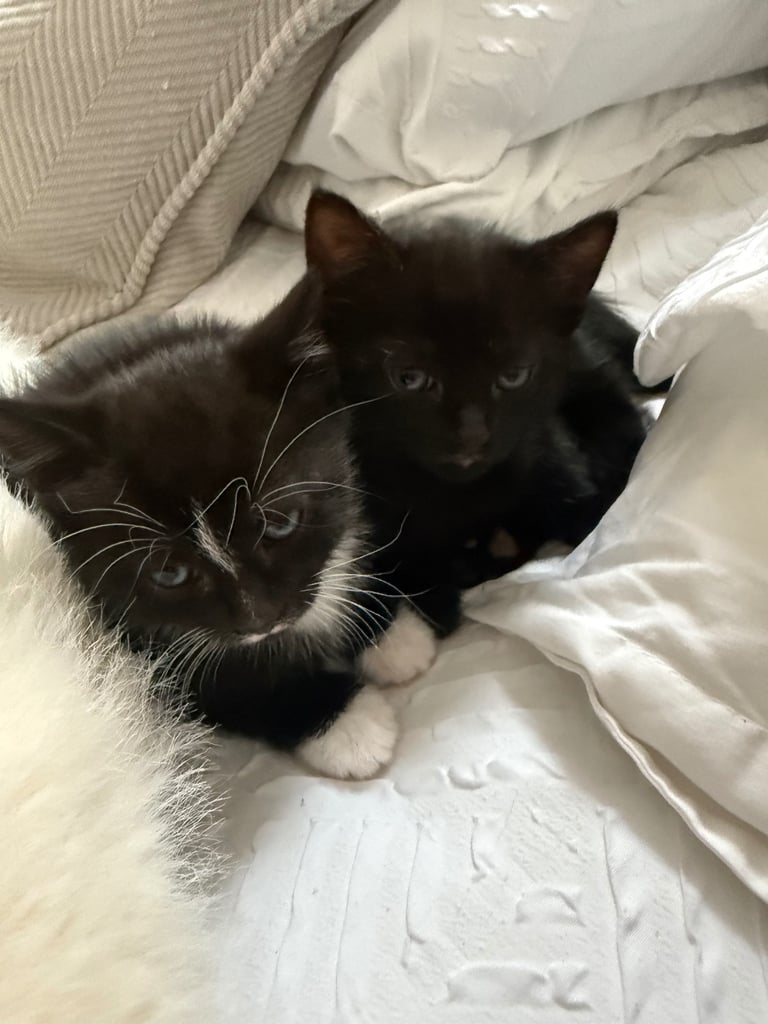 3 lovely kittens 