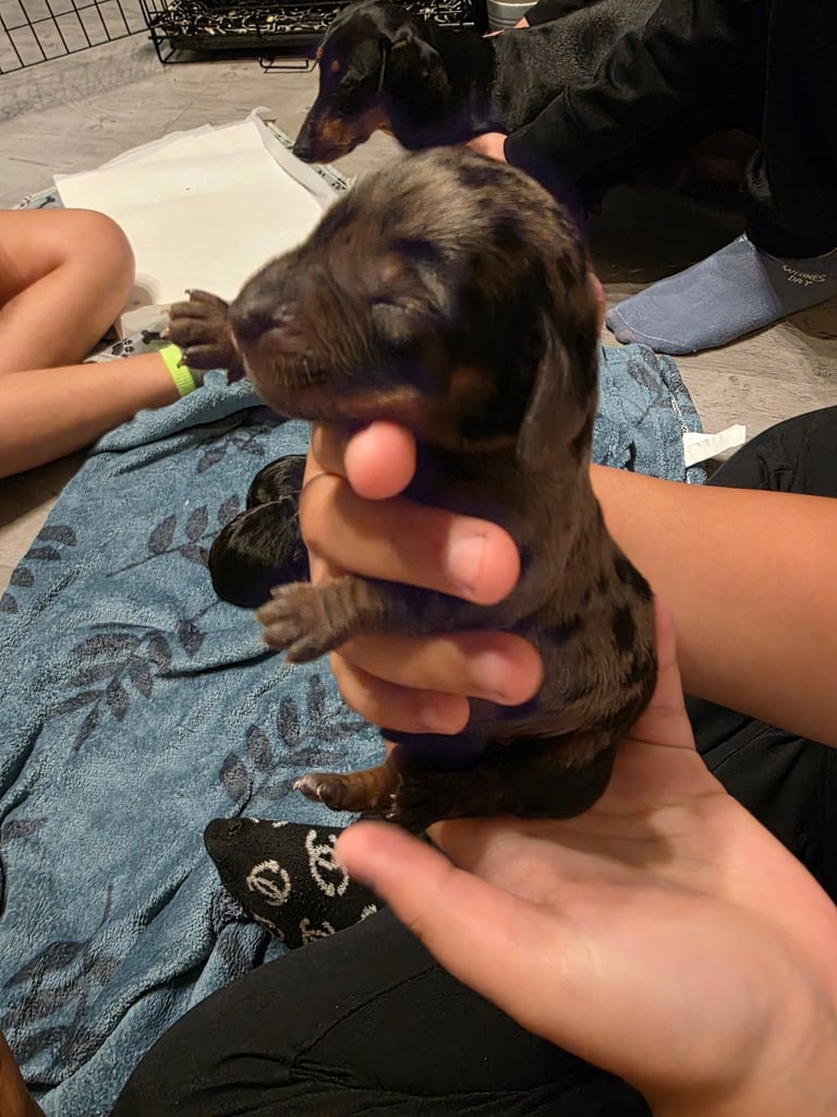 Miniature dachshunds 