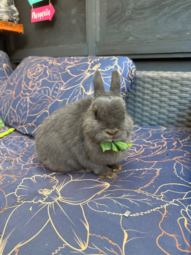 Netherlands Dwarf Bunnies