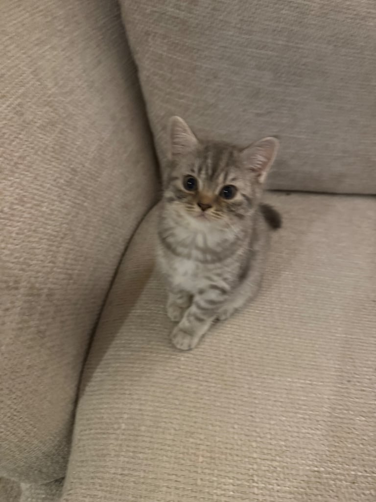 REDUCED BSH pure bred kittens ONLY A FEW LEFT 
