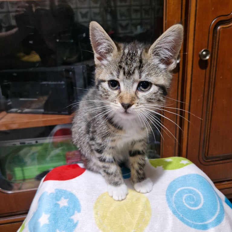 12 week kittens. 