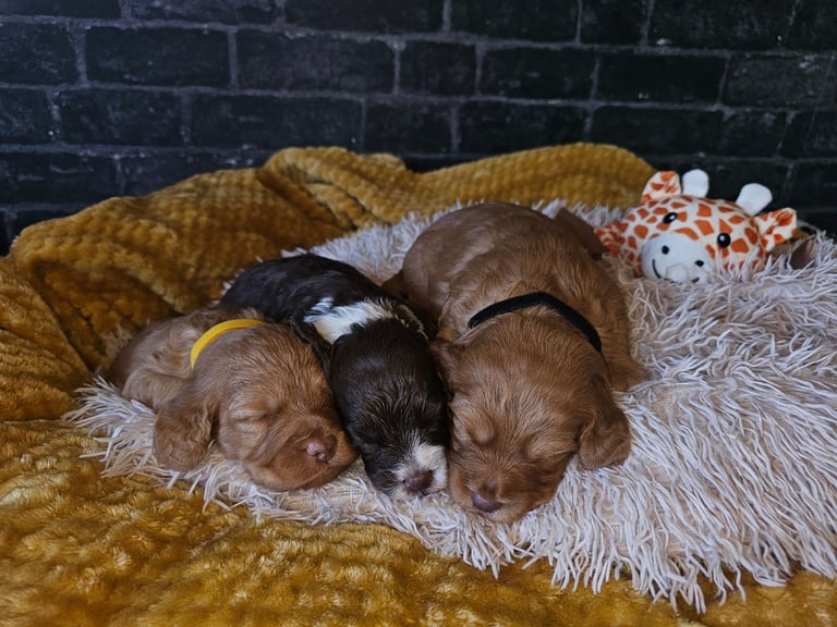 Miniature Cockerpoo Puppys