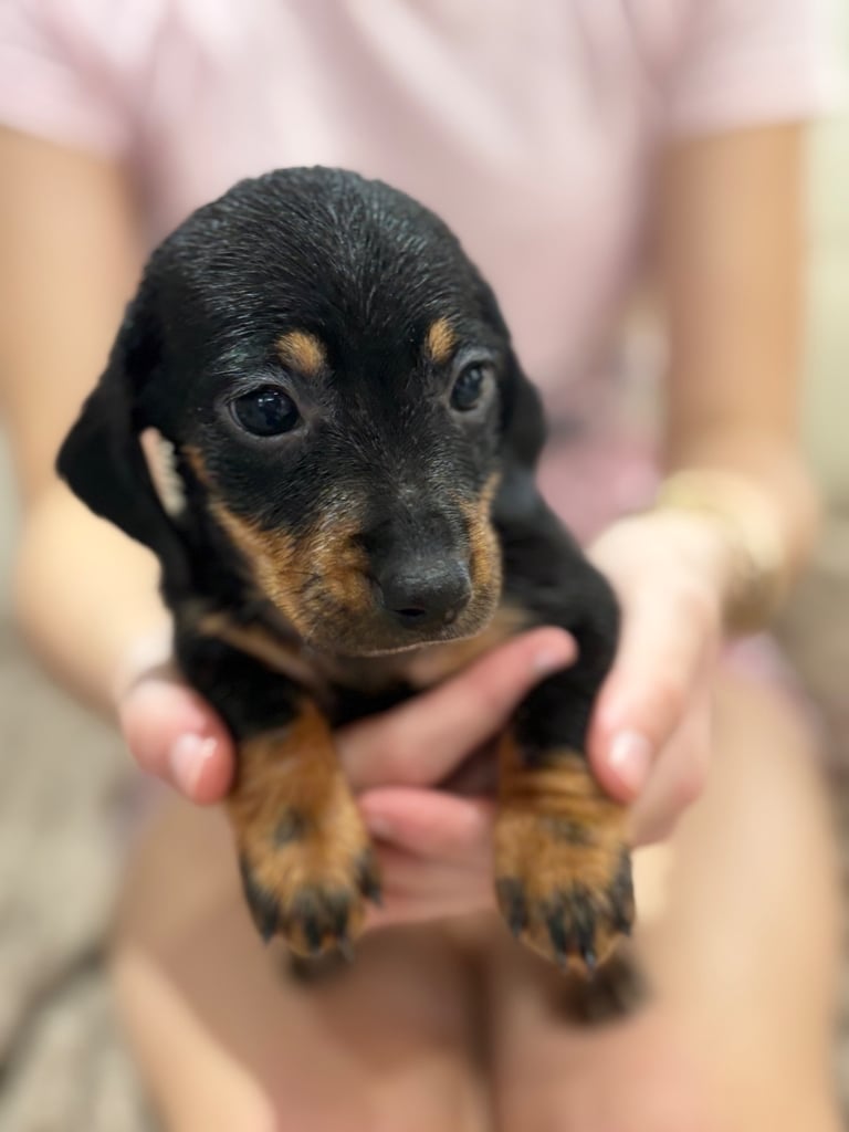 Dachshund puppies 