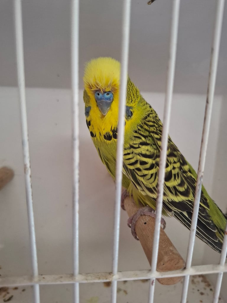 Exposition Budgies 