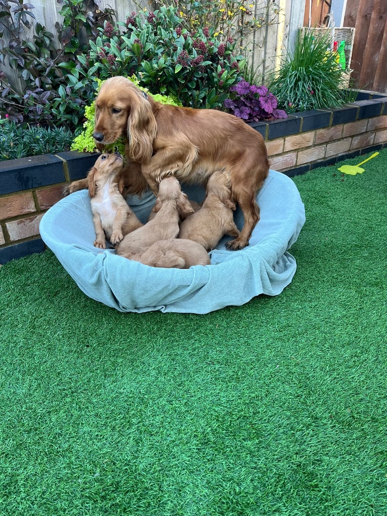 Six beautiful Cocker spaniel puppies