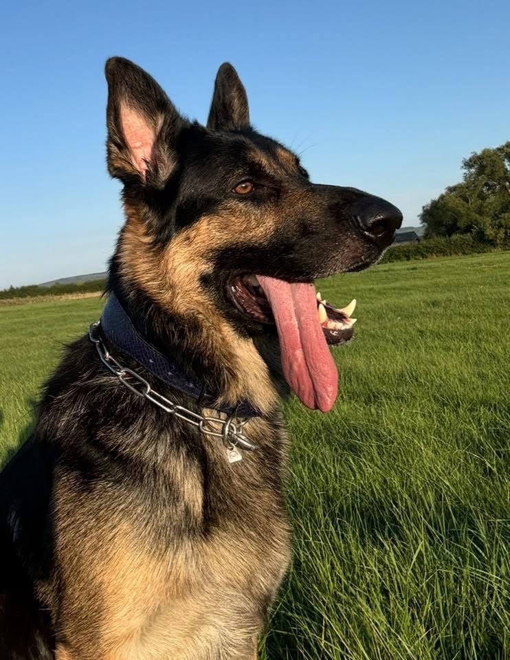 Stunning German Shepard Litter, Only 5 Girls Left!