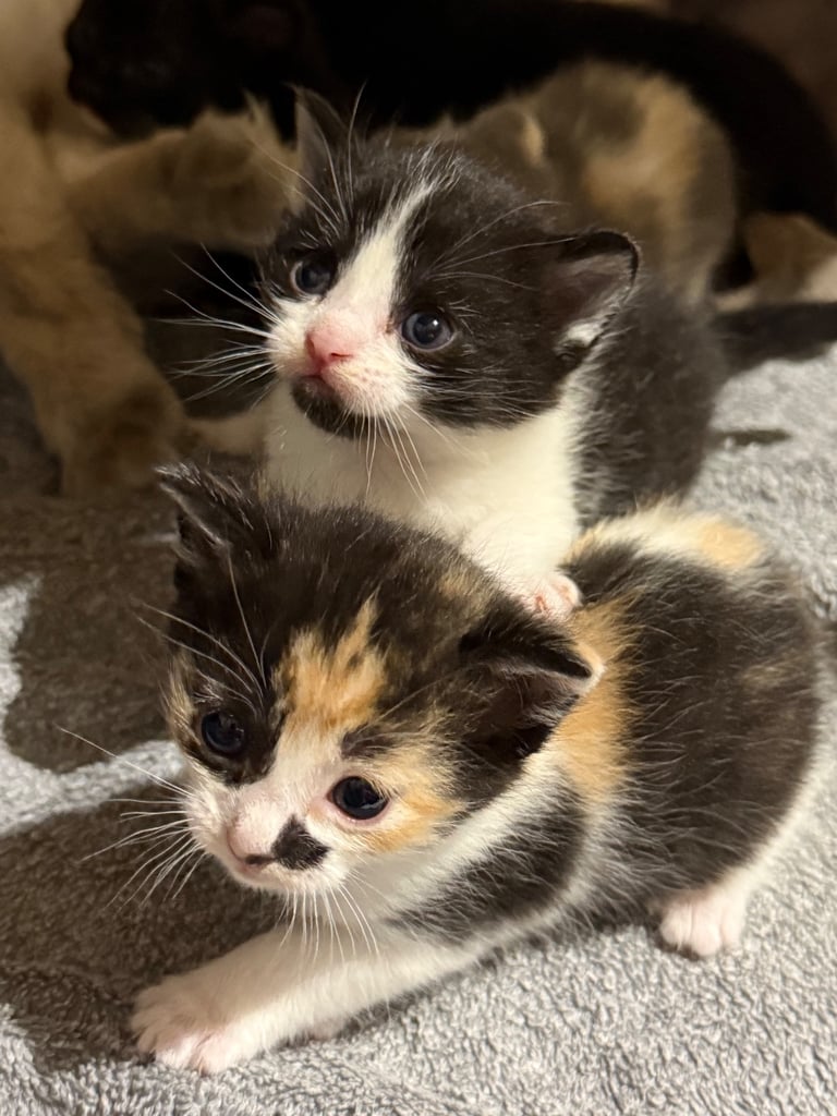 Last boy remaining - ragdoll cross kittens for sale 