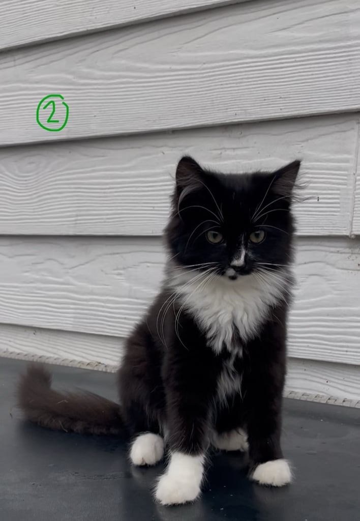 Beautiful 4 months old fluffy kittens need a loving new home.