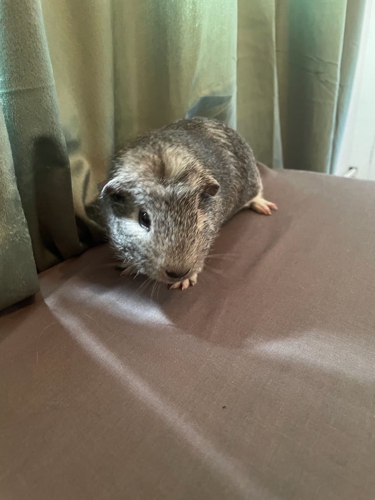 Guinea pigs x2 boys fully bonded 