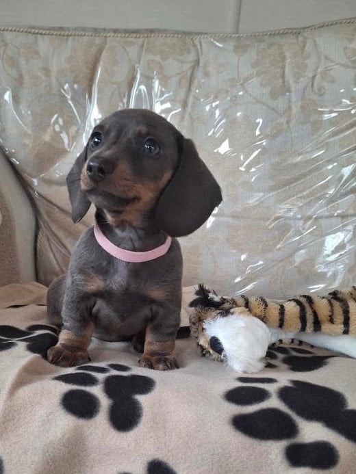 Miniature dachshund puppies (READY NOW)