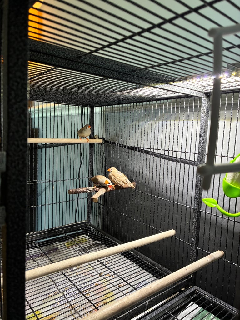 3 Zebra Finches
