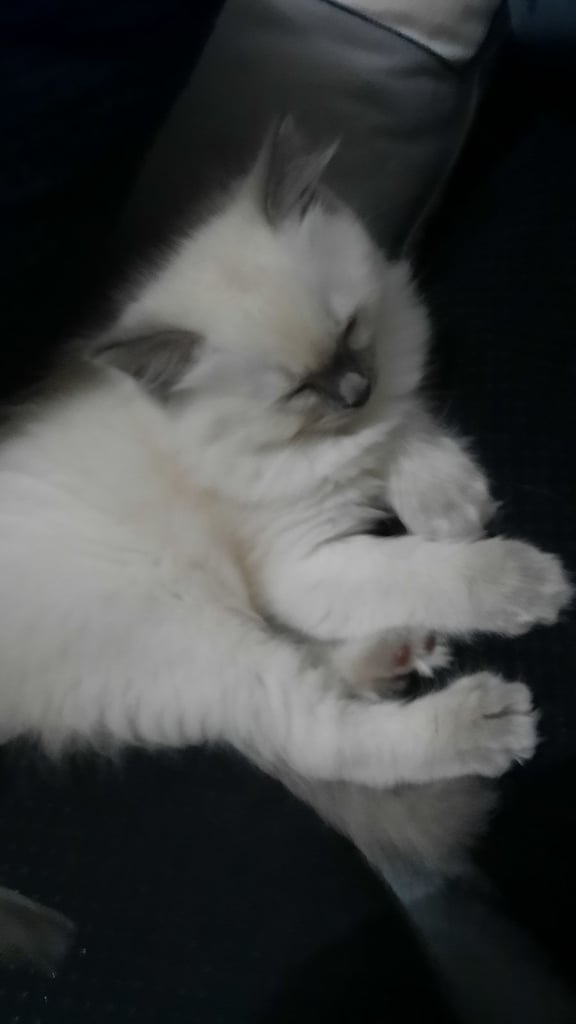 Ragdoll Kitten