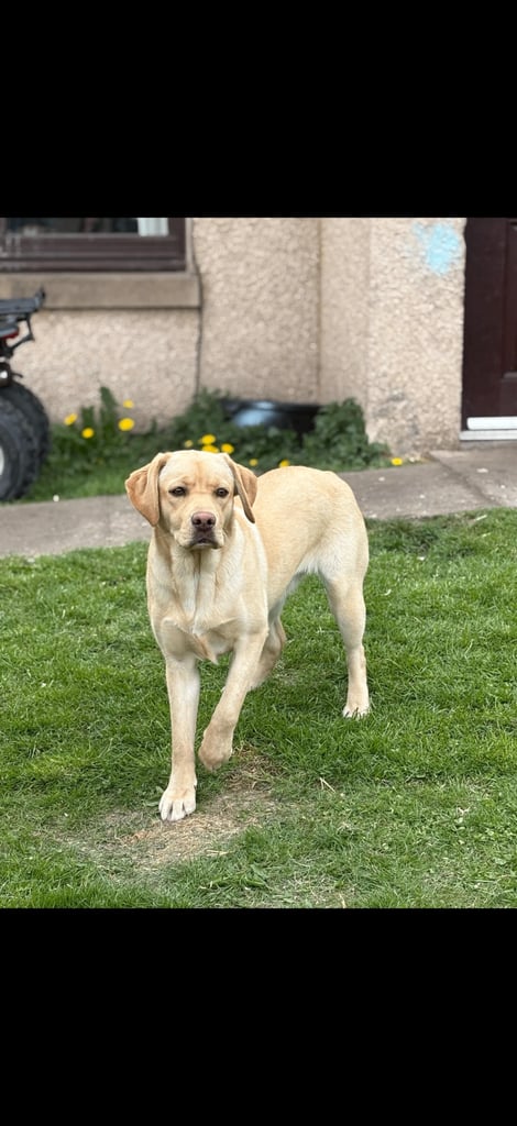 Labrador retrievers 