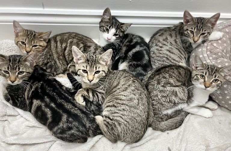 image for Amazing kittens 