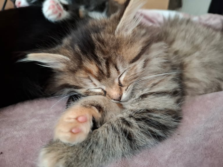 4 very fluffy kittens 8 weeks and Salem 4 months