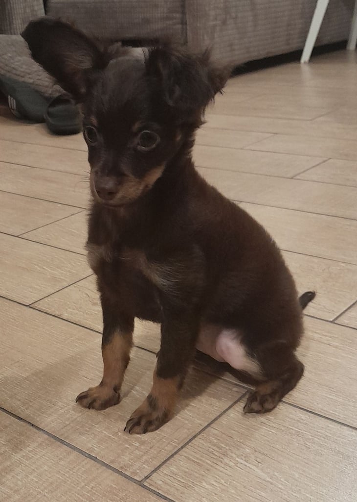 Purebred Russian Toy Terrier puppy long-haired