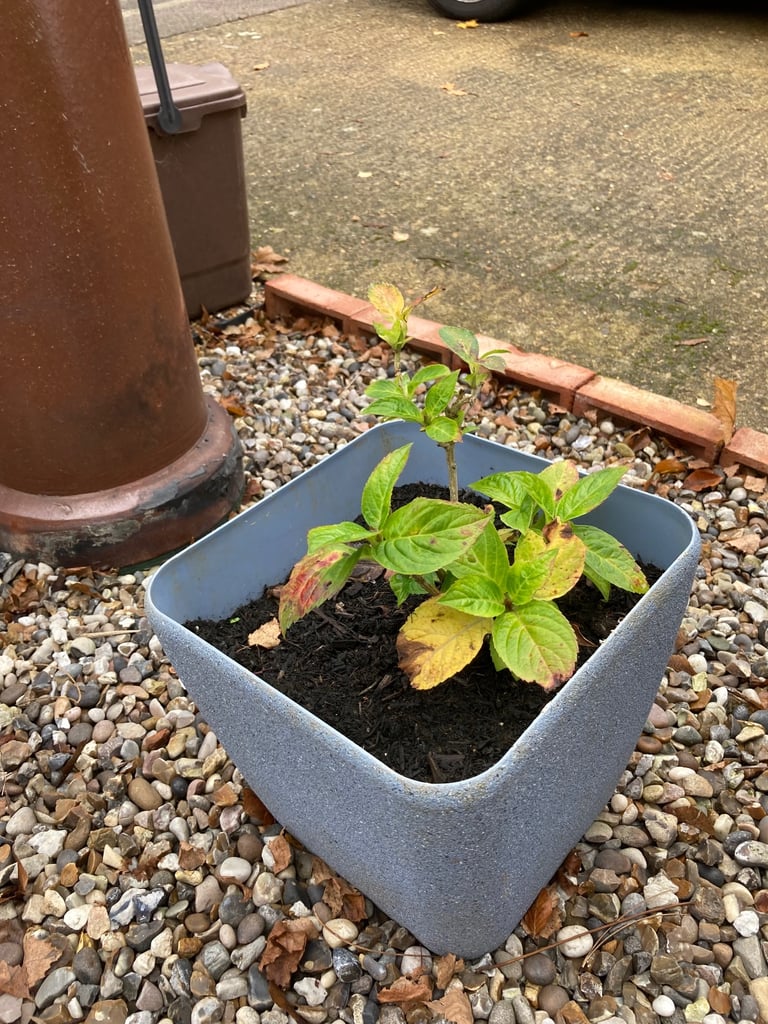 Hydrangea Plant in pot