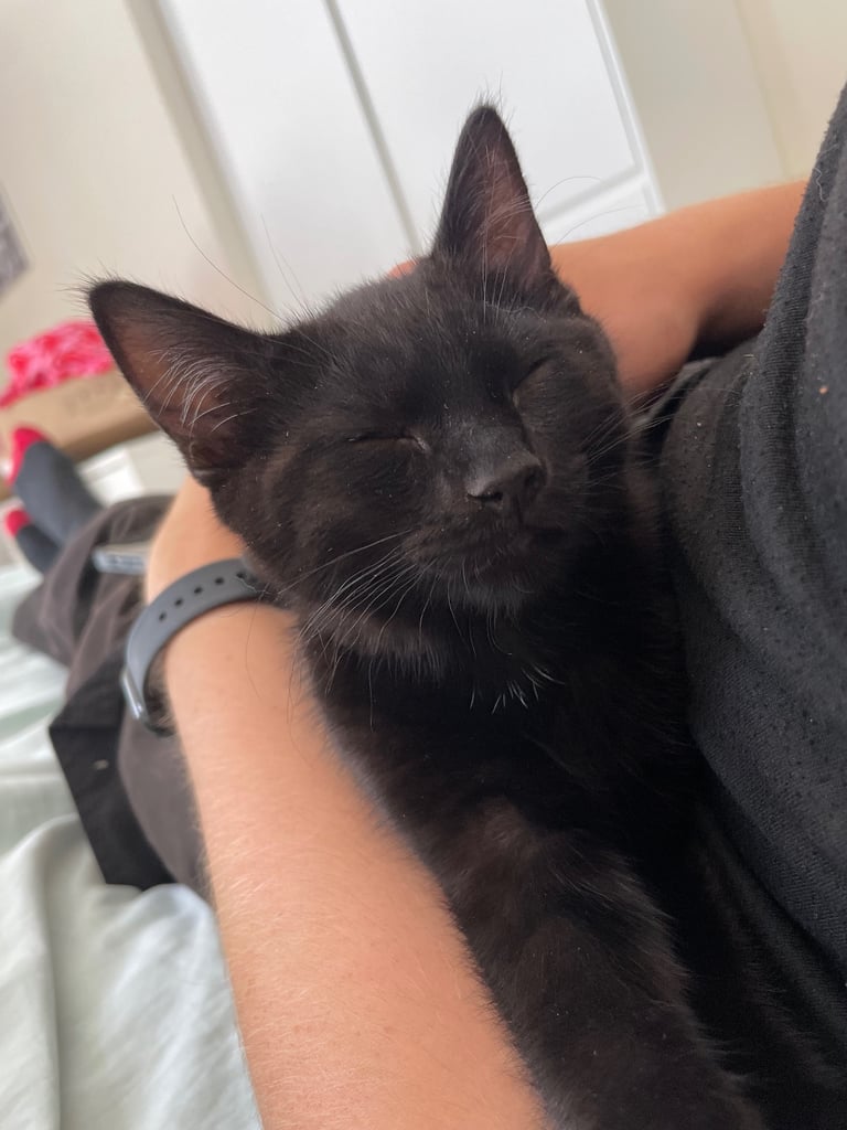 Ozzy & Oscar - Bonded Pair 🐾