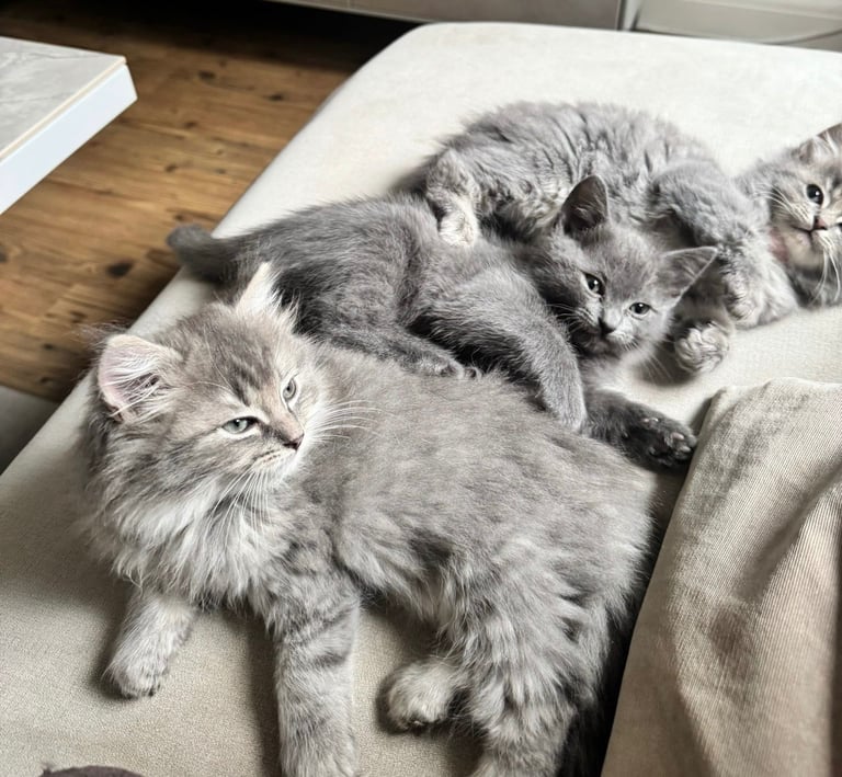 Gorgeous Fluffy Ragdoll X Kittens - Just 2 left!
