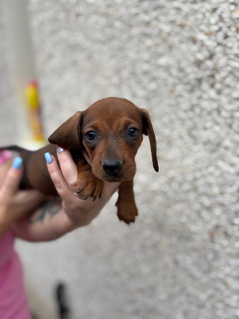 Miniature dachshund puppy