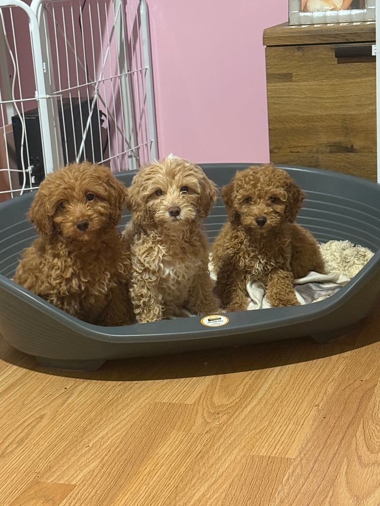 Toy Maltipoo X Miniature Labradoodle Puppies