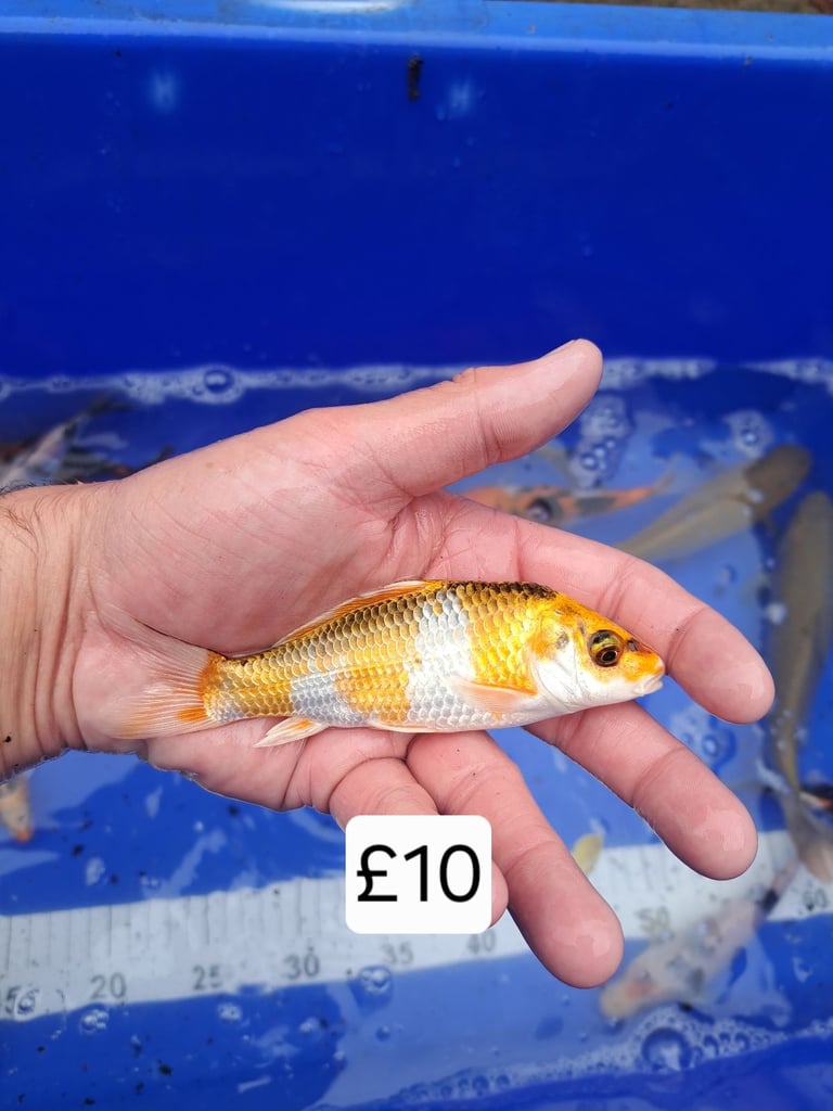 Koi for sale