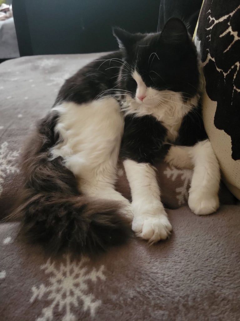 Kitten for sale