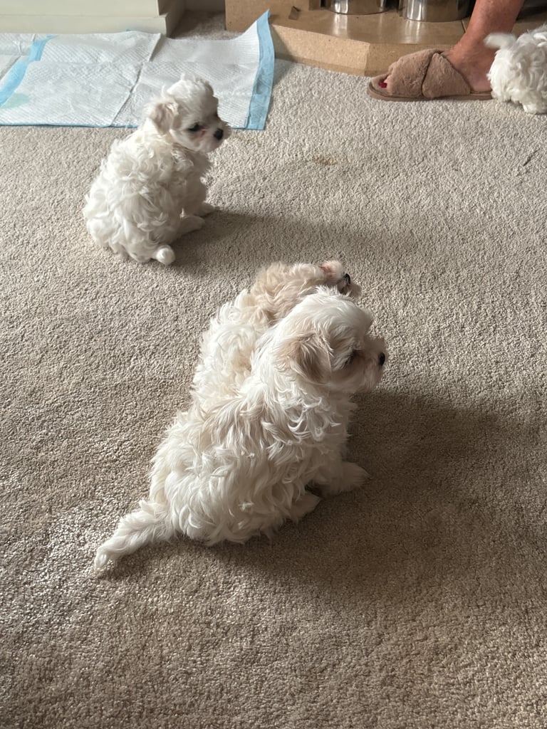 Adorable Maltese terrier puppies 