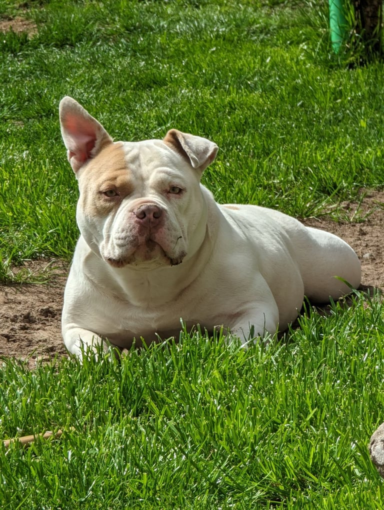 American Pocket ⭐⭐⭐⭐