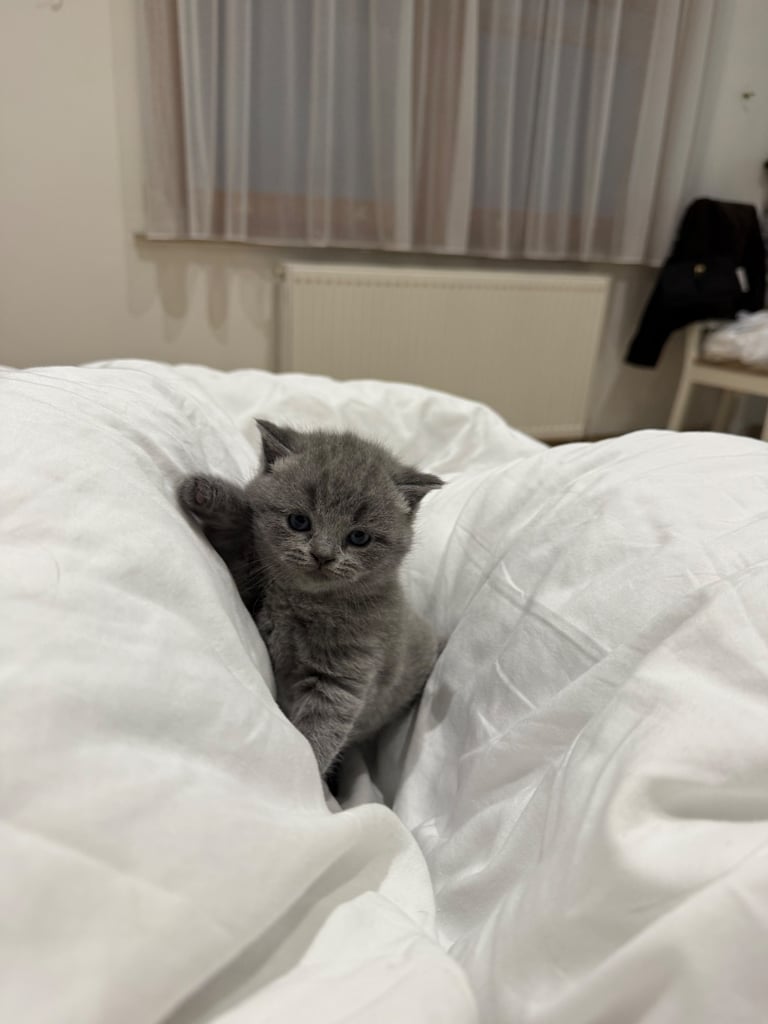 BSH kittens - All SOLD 