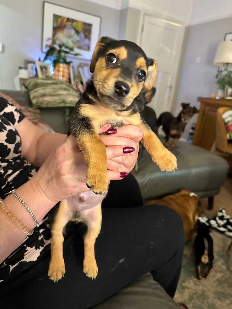 image for Miniature Jack Russell puppies