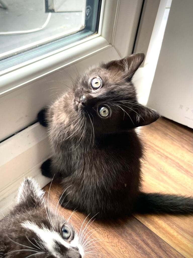 Two GORGEOUS Kittens - male & female 