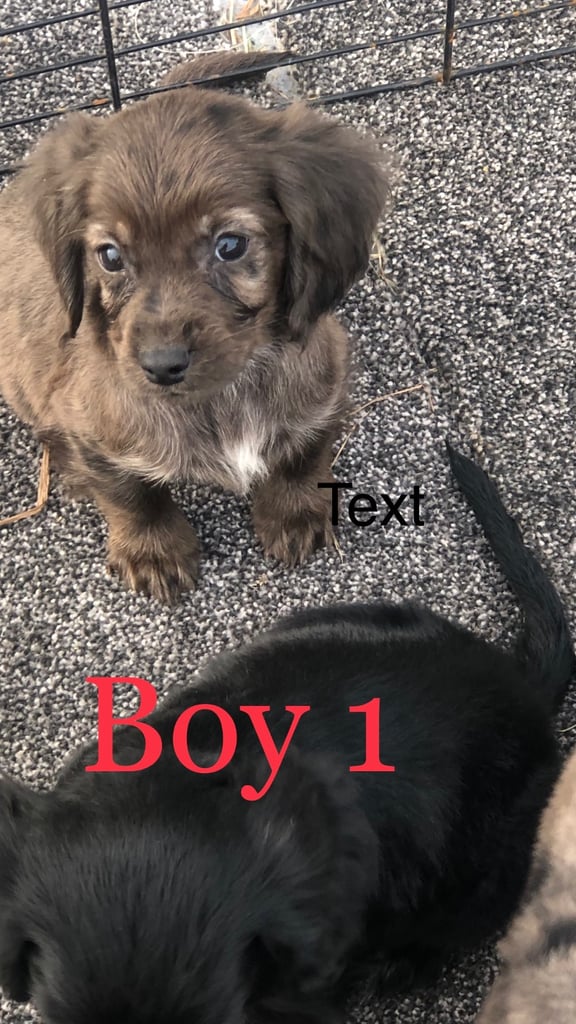 Cocker spaniel 