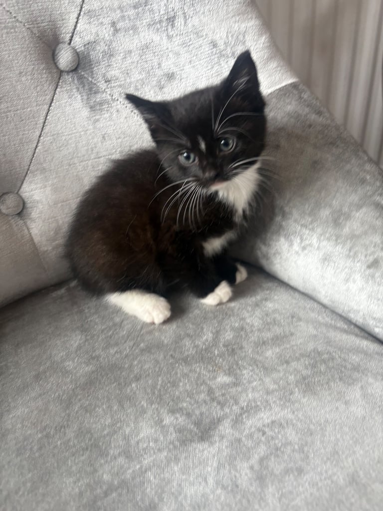 3 kittens for sale