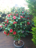 Camellia (red + white for £180) plants in a flower-pots
