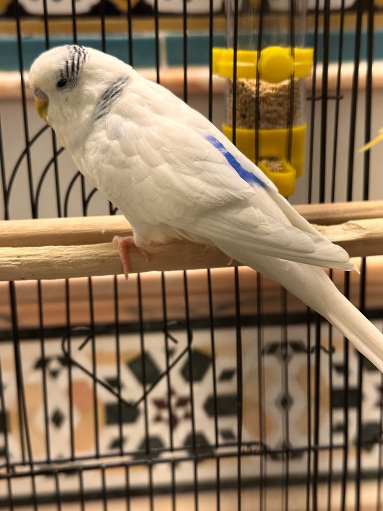 Three beautiful budgies FULL PACKAGE with big cage 