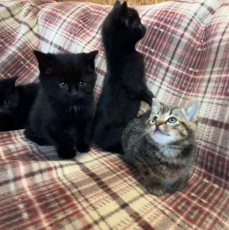 Beautiful kittens for sale 