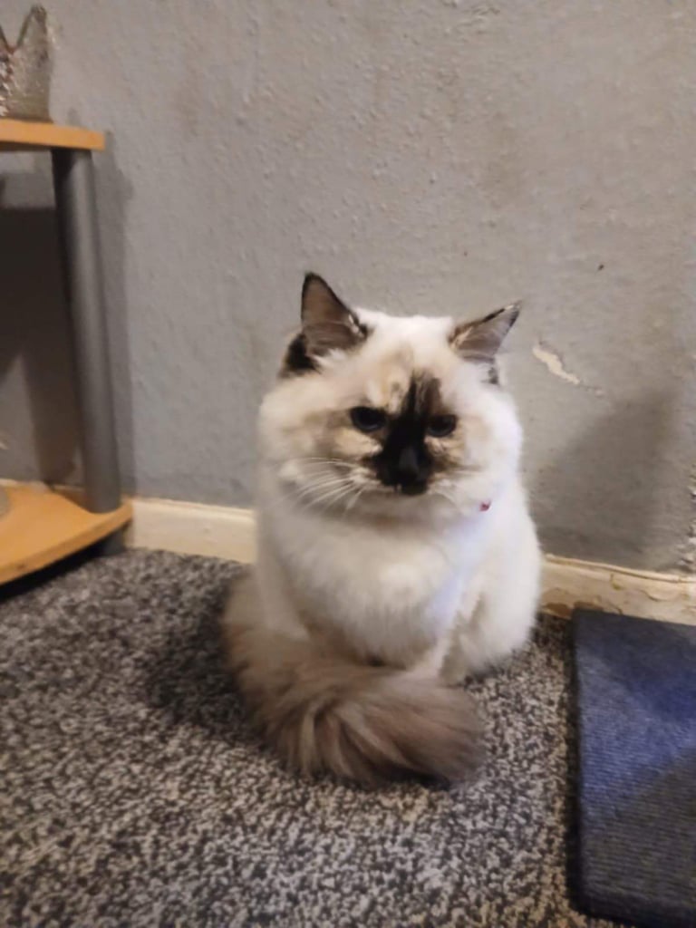 Ragdoll female cat