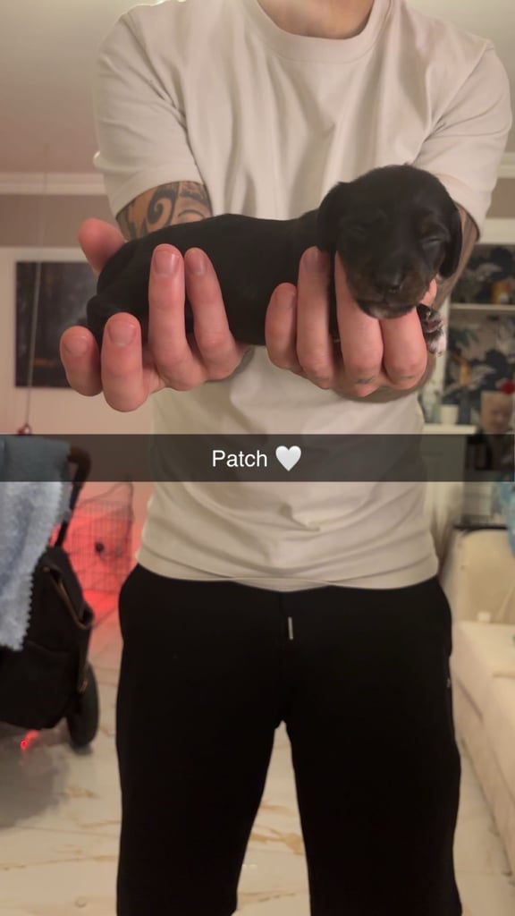 Miniature dachshund for sale £1200