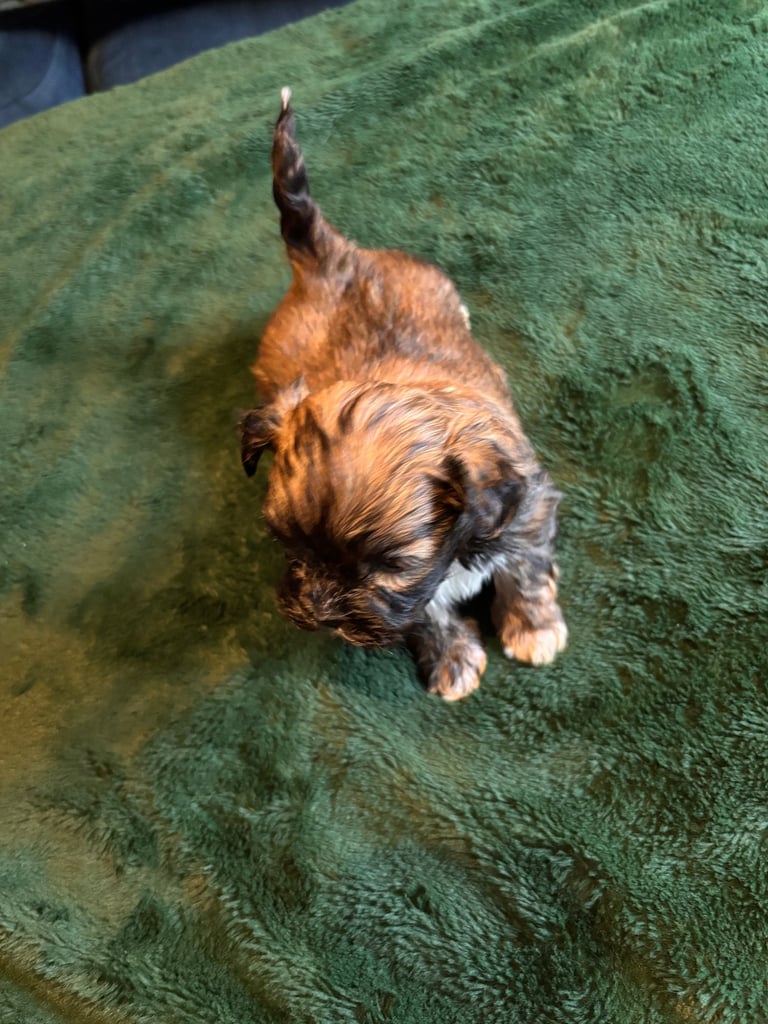 Lhasa poo puppies 