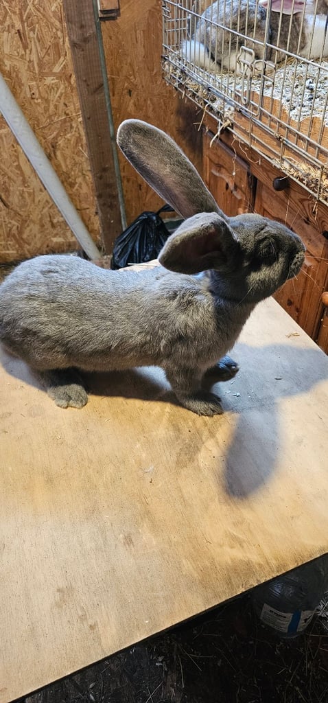 Continental Giant Merle Rabbits Rabbit