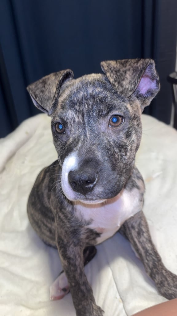 image for Staffy 