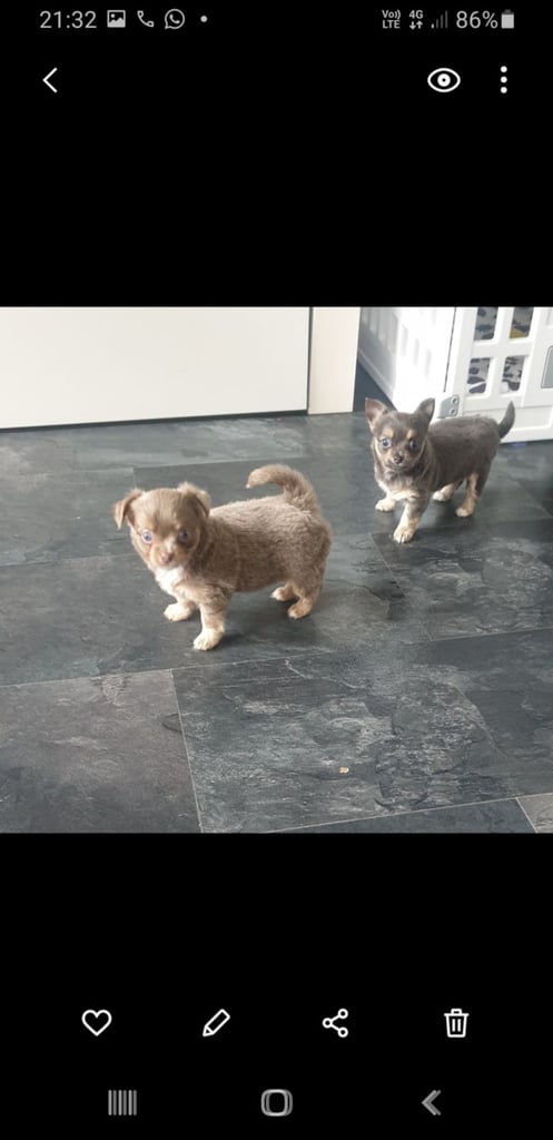 Long haired chihuahua puppys £1100
