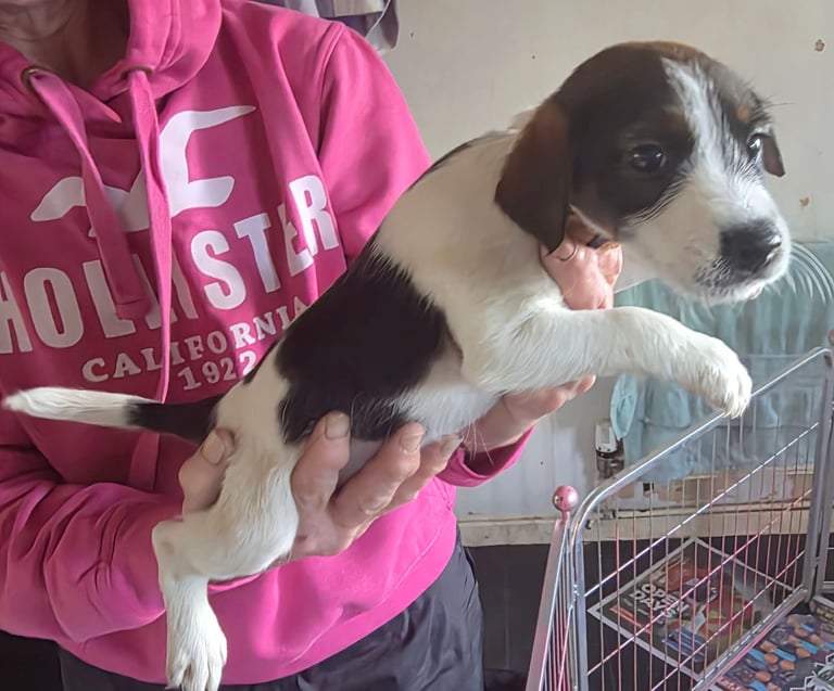 Traditional Jack russells puppies for sale