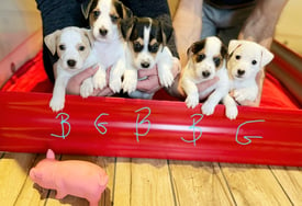 Jack Russell puppies ( 1 girl, 3 boys)